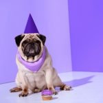 Best Dog Friendly Icing That Hardens Recipe