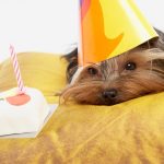 Dog Birthday Cake Recipe Without Peanut Butter
