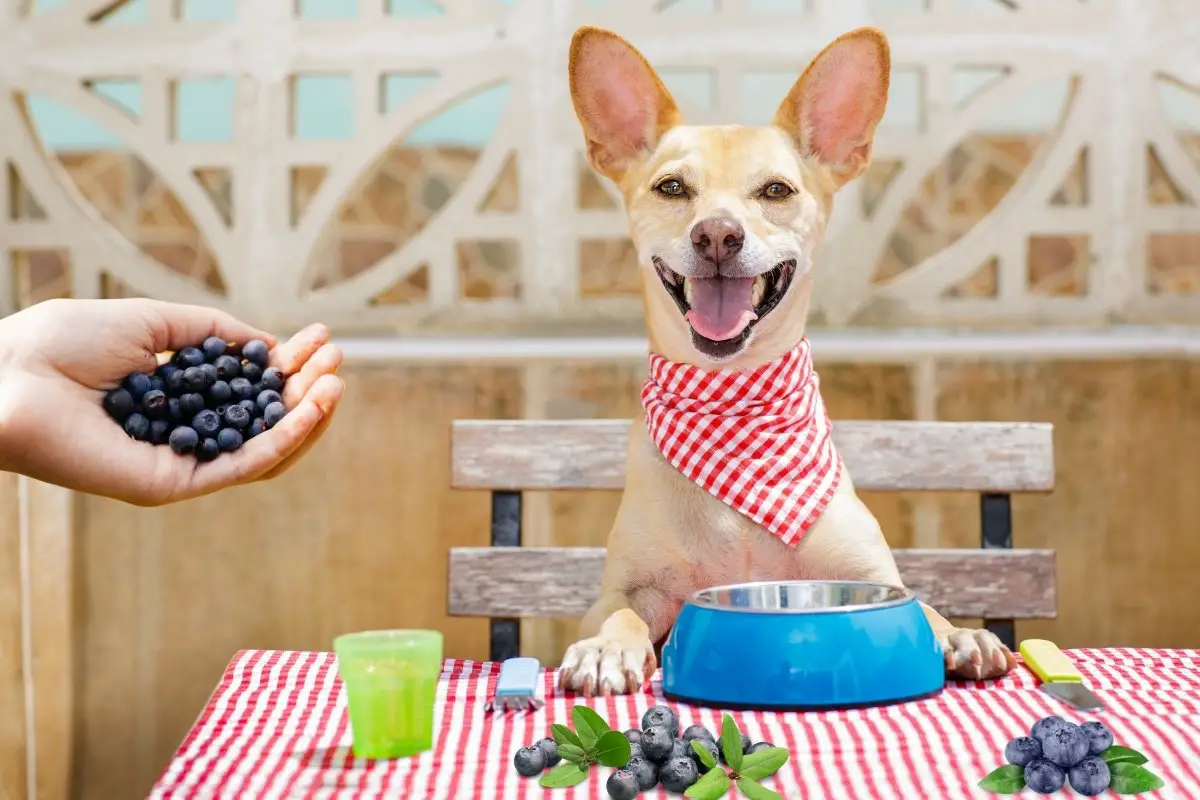 Homemade Blueberry Dog Treats Recipe