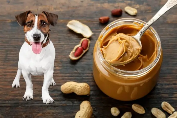 Why Are Some Dogs Allergic To Peanut Butter