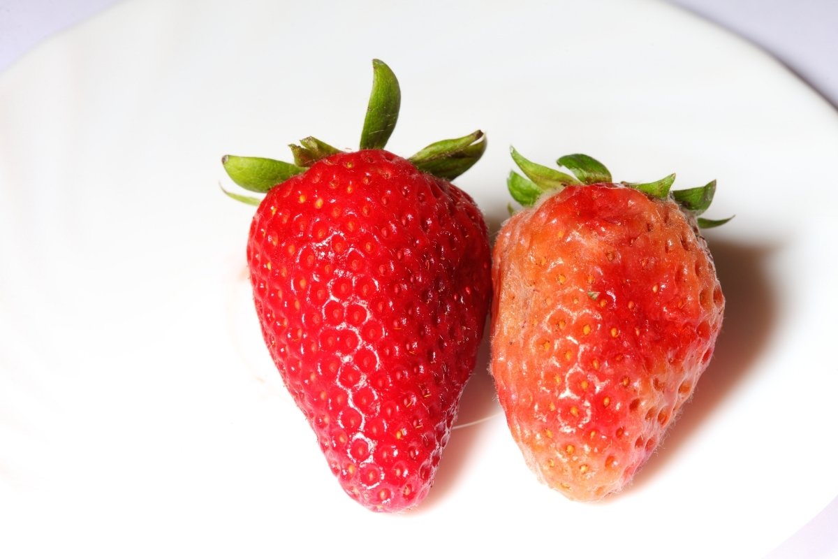 Woran erkennt man, ob eine Erdbeere schlecht ist?