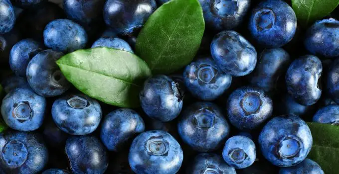 How To Tell If Blueberries Are Bad