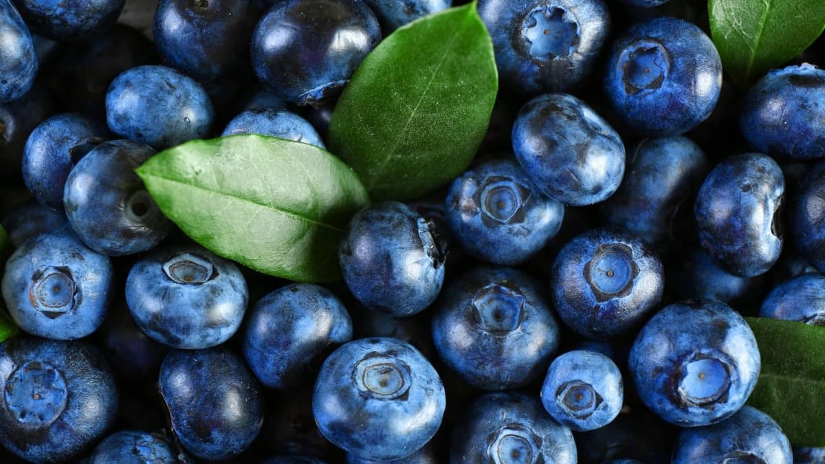 How To Tell If Blueberries Are Bad