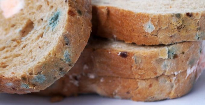 what-does-mold-on-bread-look-like-3-dangerous-mold-strains