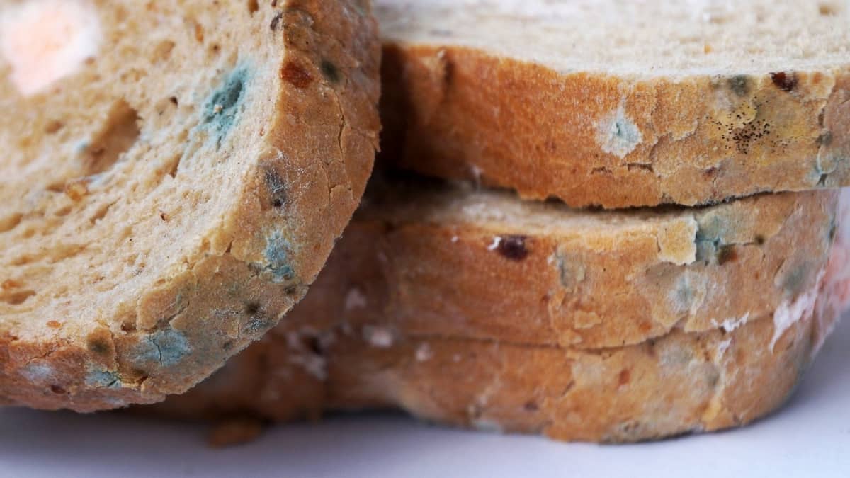What Does Mold On Bread Look Like
