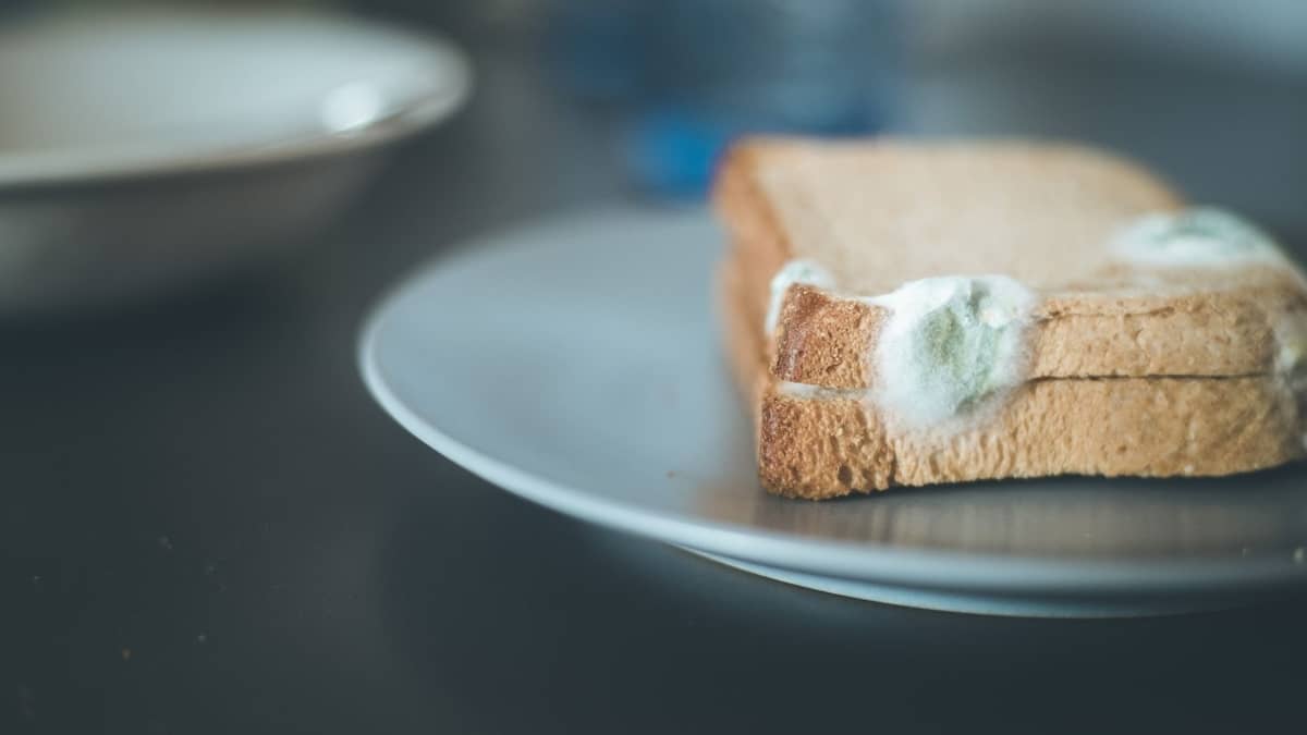 Is het roosteren van beschimmeld brood veilig?