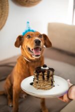 No Bake Dog Cake Recipes (Treats For Furry Friends) - Cake Decorist