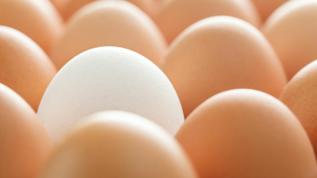 Are Eggland's Best Pasteurized?